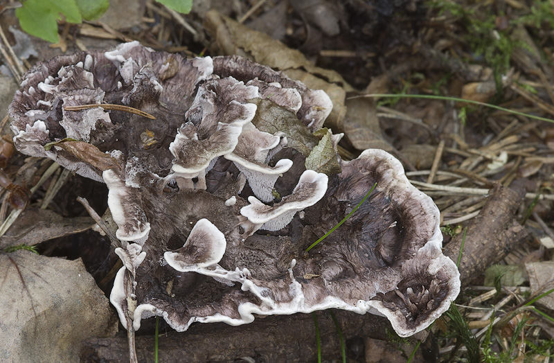 Phellodon connatus